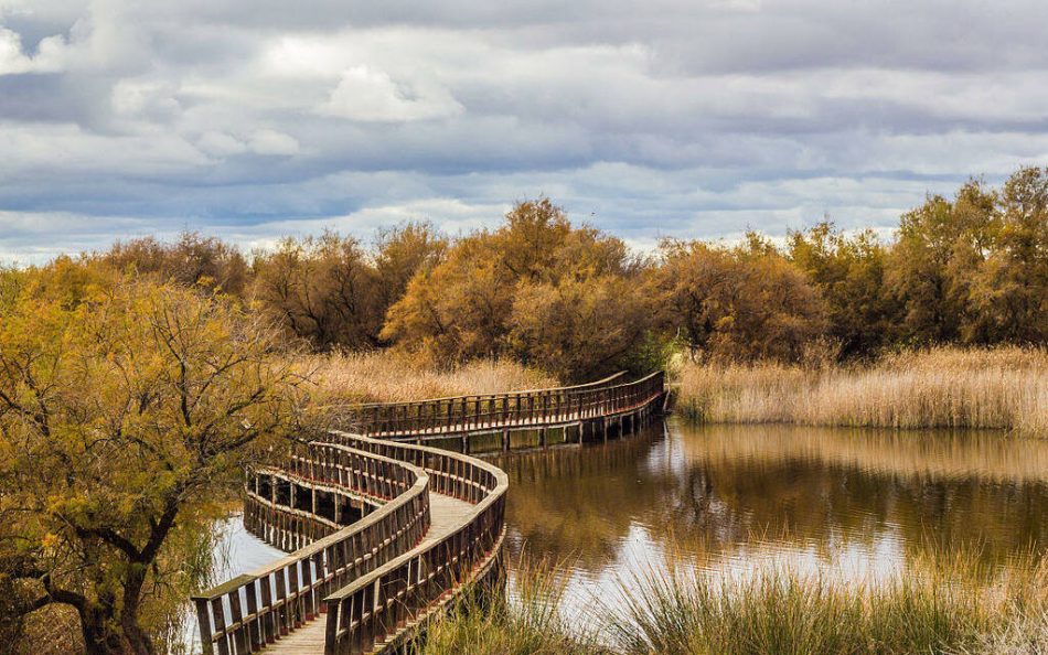 Las principales organizaciones ambientales reclaman un plan  urgente que salve el Parque Nacional de las Tablas de Daimiel