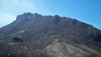 «Exigimos al nuevo gobierno de Asturias una apuesta por el control biológico de las plagas de los castaños»