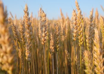 Rusia acusa a occidente de violar las condiciones del acuerdo del grano