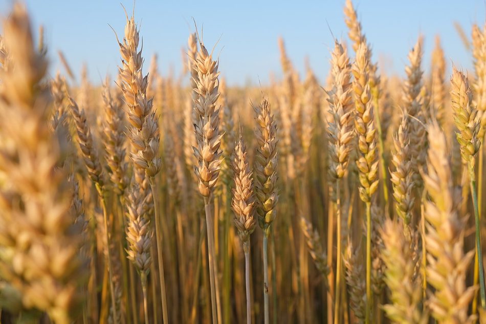 Rusia acusa a occidente de violar las condiciones del acuerdo del grano