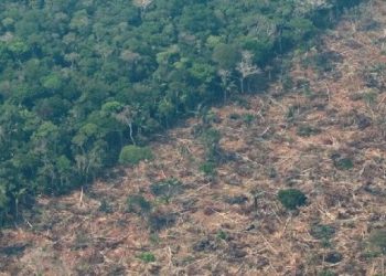 Deforestación en la Amazonía brasileña cae un 31 por ciento