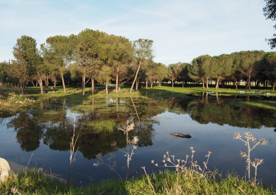 La Junta de Andalucía no reconoce los valores de los humedales del Este de Sevilla y da luz verde al proyecto de urbanización sobre la laguna de “El Sapo”