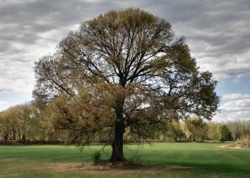 «El abuelo”, un olmo centenario símbolo de la resistencia vecinal del Sur de Madrid que aspira a ser árbol español del año