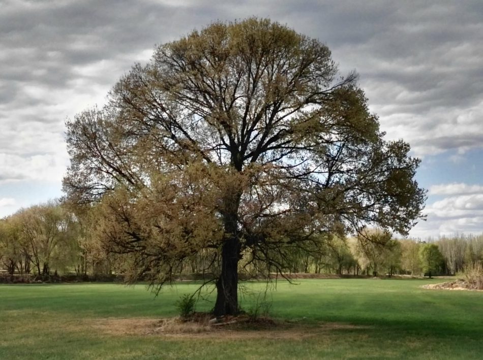 «El abuelo”, un olmo centenario símbolo de la resistencia vecinal del Sur de Madrid que aspira a ser árbol español del año