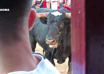 PACMA documenta el hostigamiento a un toro de Coria al borde del colapso