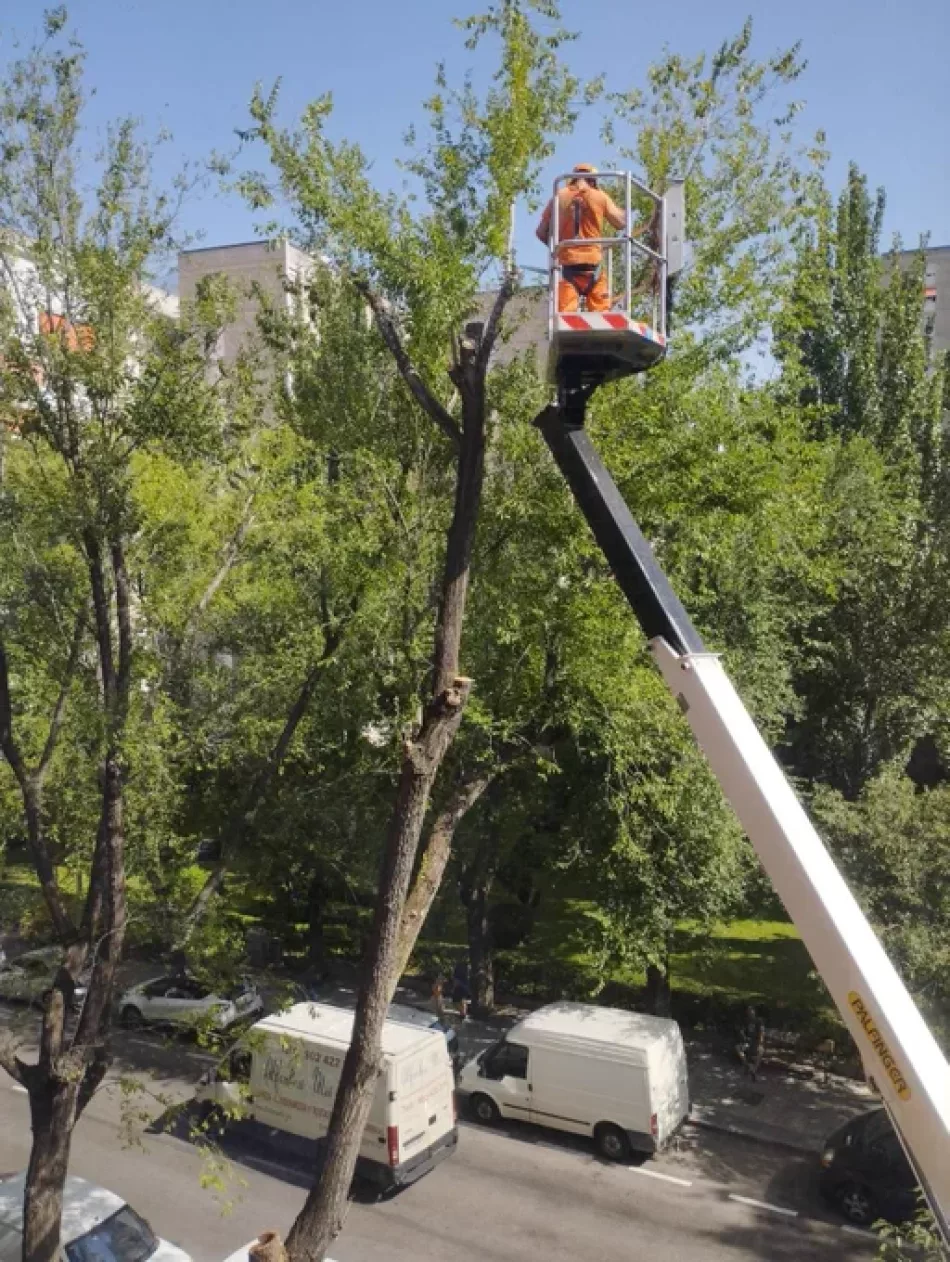 Ecologistas en Acción Badajoz fortalece el cuidado del arbolado urbano de la ciudad