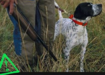 PACMA exige al PP que no copie la ley nacional, dejando tirados  los perros de caza en La Rioja