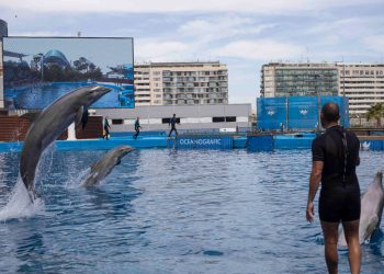 Convocan protesta a las puertas del Oceanogràfic de Valencia para acabar con la explotación de los delfines: 29J