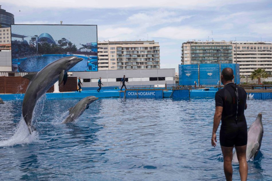 Convocan protesta a las puertas del Oceanogràfic de Valencia para acabar con la explotación de los delfines: 29J