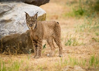 La población de lince ibérico aún no es viable a largo plazo