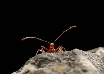 Los escarabajos se adaptaron a las cuevas millones de años antes de adentrarse en ellas