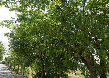 Navalagamella (Madrid) se sube a la ola de las talas de arbolado urbano