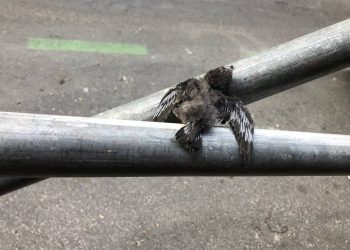Denuncian la destrucción de nidos de vencejo en el centro de Madrid