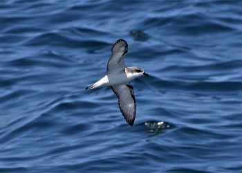 Revelan los puntos negros de exposición al plástico para las aves oceánicas