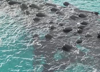 Sacrifican 43 ballenas piloto tras quedar varadas en una playa del suroeste de Australia