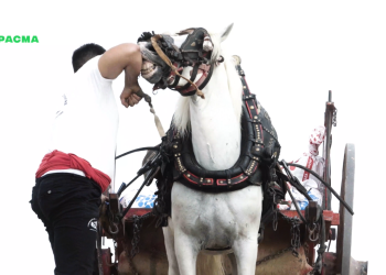 PACMA denuncia rodillazos y abusos a los caballos durante el Tiro y Arrastre de Albal