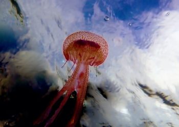 ‘Medusozoa’: todo lo que hay que saber sobre las medusas