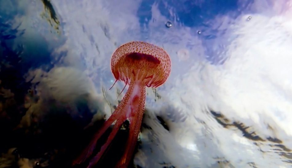 ‘Medusozoa’: todo lo que hay que saber sobre las medusas