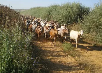 Tres asociaciones tratan de frenar otra reducción de vías pecuarias en Guillena por parte de la Junta de Andalucía