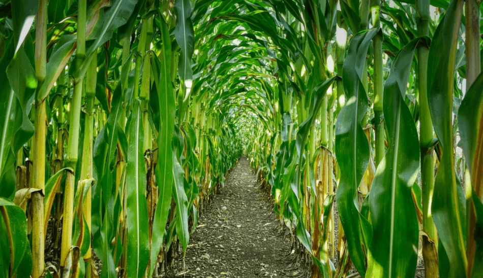 La propuesta de reglamento europeo sobre OMG vulnera derechos de campesinado y ciudadanía