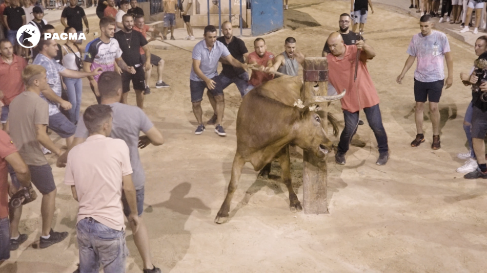 Alcohol y menores protagonizan los toros embolados de Godelleta este fin de semana