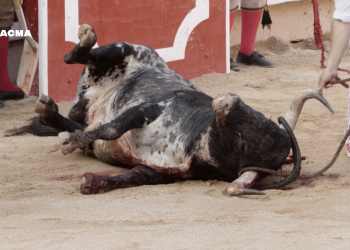 Los últimos minutos de agonía de un toro en San Fermín