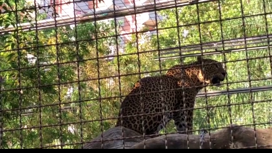 PACMA entra en el zoo de Barcelona para reclamar su reconversión