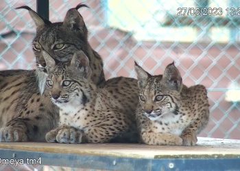 Los cachorros de lince ibérico de la Granadilla ya tienen nombre: Unicornio, Utopía y Umbra, entre otros