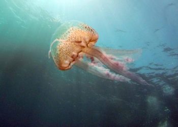Contaminación orgánica y ausencia de depredadores, causas de la proliferación de medusas