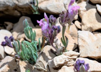 Descubierta una nueva especie de planta en la Sierra de la Sagra, Granada