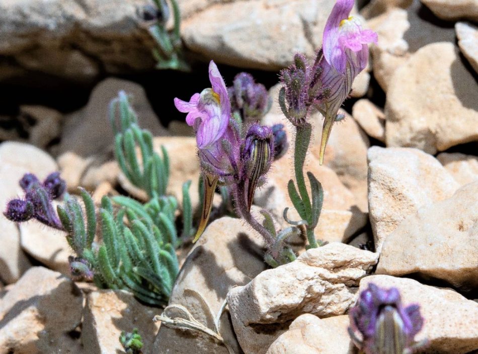 Descubierta una nueva especie de planta en la Sierra de la Sagra, Granada