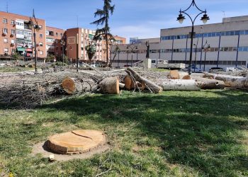 Alianza Verde reclama a alcaldes y alcaldesas frenar las políticas “arboricidas” y les urge a proteger los árboles para avanzar en ciudades más verdes para hacer frente a la emergencia climática