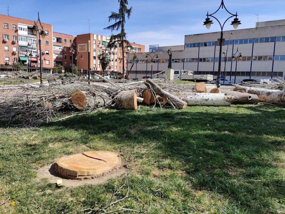 Alianza Verde reclama a alcaldes y alcaldesas frenar las políticas “arboricidas” y les urge a proteger los árboles para avanzar en ciudades más verdes para hacer frente a la emergencia climática