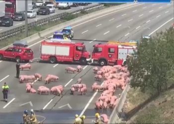 PACMA tras el accidente en Barcelona: denuncia las duras condiciones de los animales vivos en el transporte