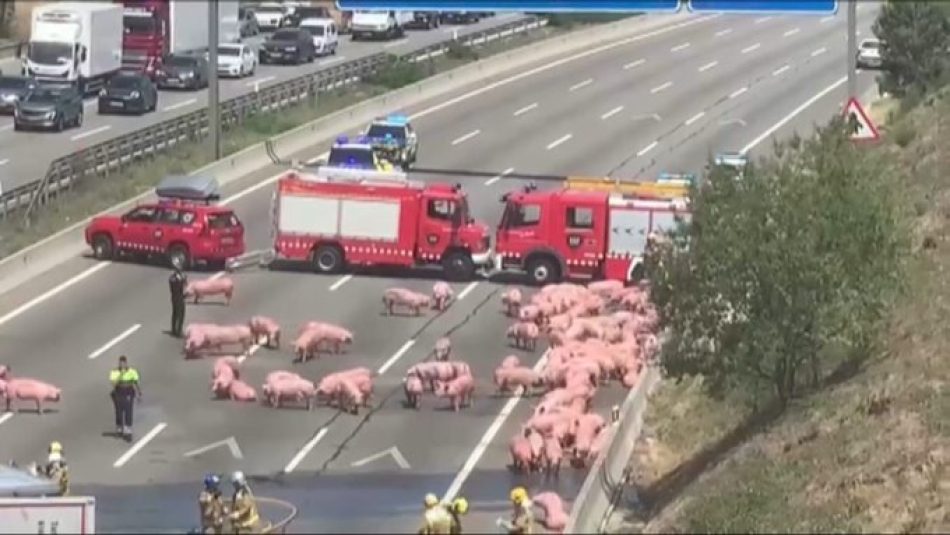 PACMA tras el accidente en Barcelona: denuncia las duras condiciones de los animales vivos en el transporte