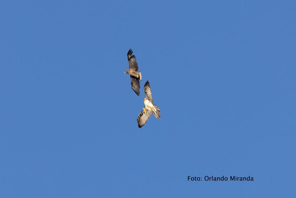 «Los pigargos liberados en Ribadedeva son un peligro para la fauna salvaje»