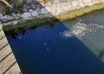 Denuncian nuevo vertido en la ría de Avilés con decenas de peces muertos