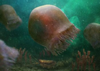 Identificada la especie de medusa nadadora más antigua