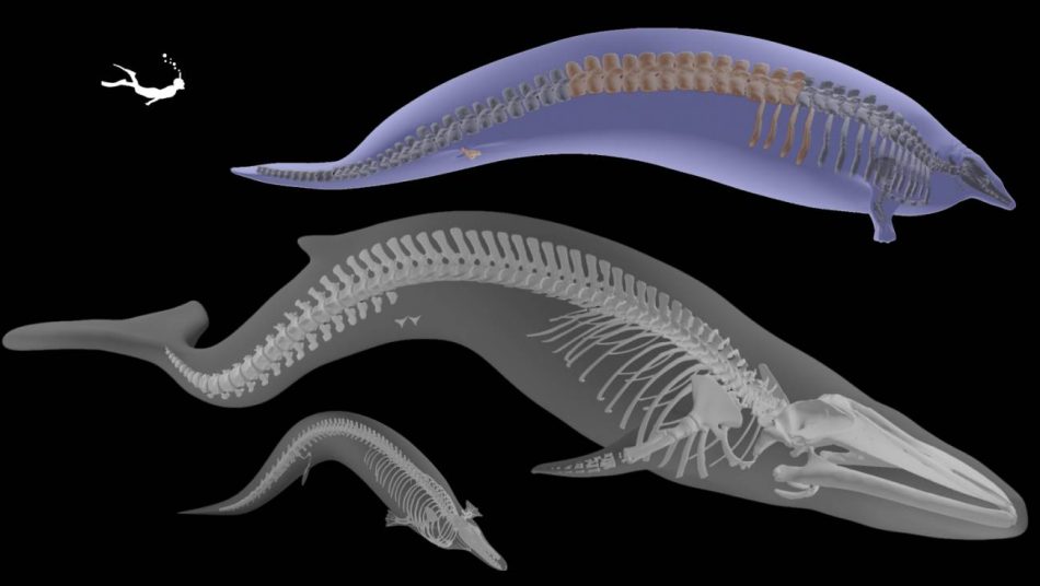 El animal más pesado que ha existido