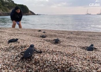 Las primeras tortugas bobas de la temporada en Catalunya nacen en Girona y Tarragona