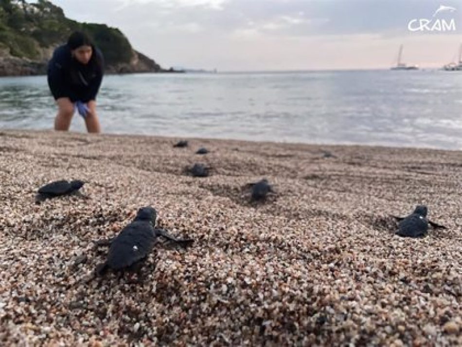 Las primeras tortugas bobas de la temporada en Catalunya nacen en Girona y Tarragona