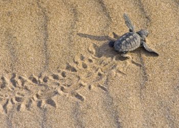 Ecologistas en Acción custodiará el primer nido de tortuga boba del sur de Alicante