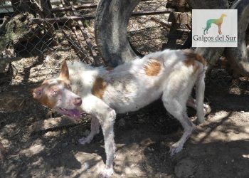Galgos del Sur denuncia la inoperancia del sistema judicial ante una rehala de más de 60 perros de caza en condiciones espantosas