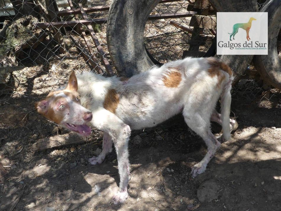 Galgos del Sur denuncia la inoperancia del sistema judicial ante una rehala de más de 60 perros de caza en condiciones espantosas