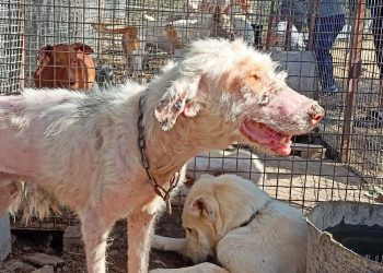 Decomisada por el SEPRONA y asociaciones una rehala con 10 perros de caza viviendo entre cadáveres