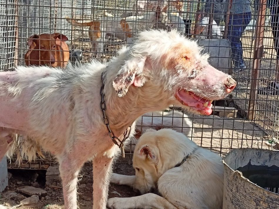 Decomisada por el SEPRONA y asociaciones una rehala con 10 perros de caza viviendo entre cadáveres