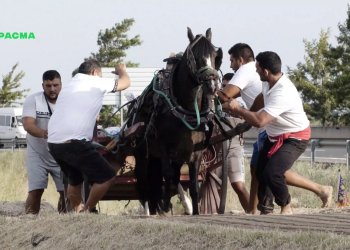 PACMA denuncia rodillazos y abusos a los caballos durante el Tiro y Arrastre de Albal