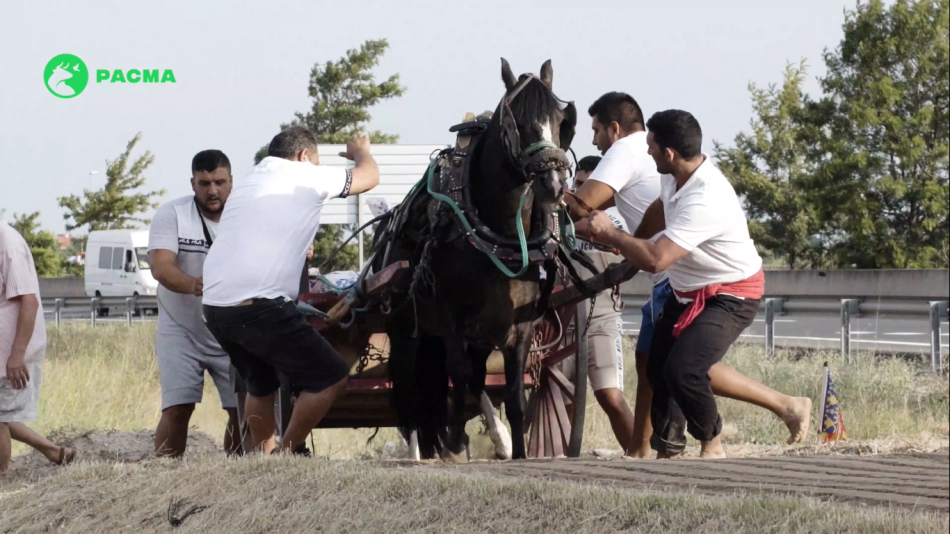 PACMA denuncia rodillazos y abusos a los caballos durante el Tiro y Arrastre de Albal