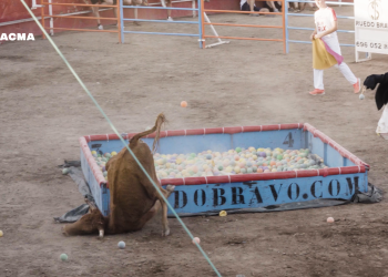 Las angustiosas caídas de una vaquilla en el Grand Prix de Rincón de Soto: PACMA documenta trato vejatorio al animal