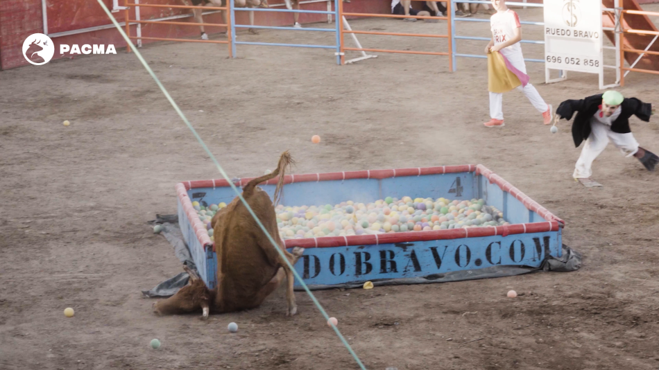 Las angustiosas caídas de una vaquilla en el Grand Prix de Rincón de Soto: PACMA documenta trato vejatorio al animal